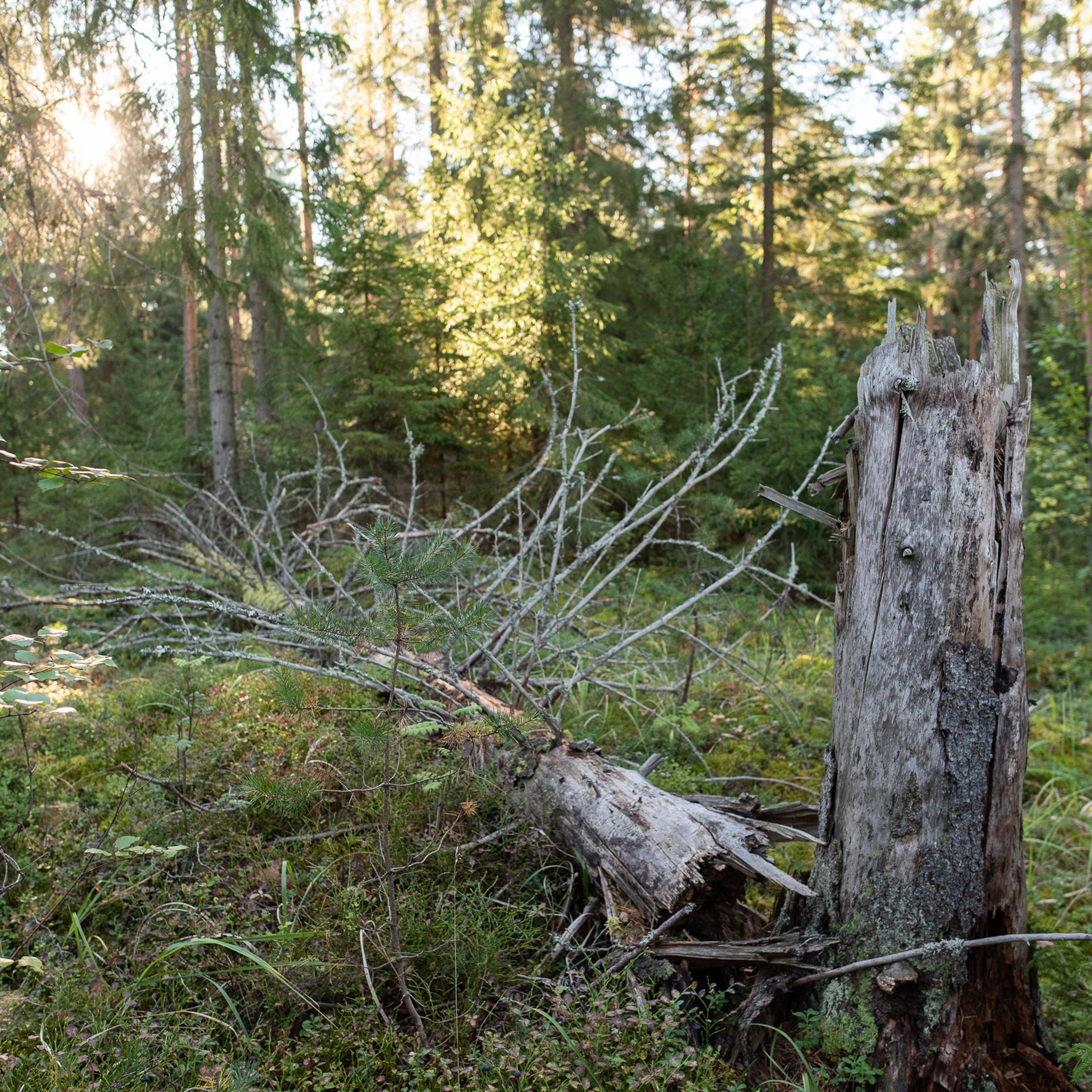 Preserving decaying trees