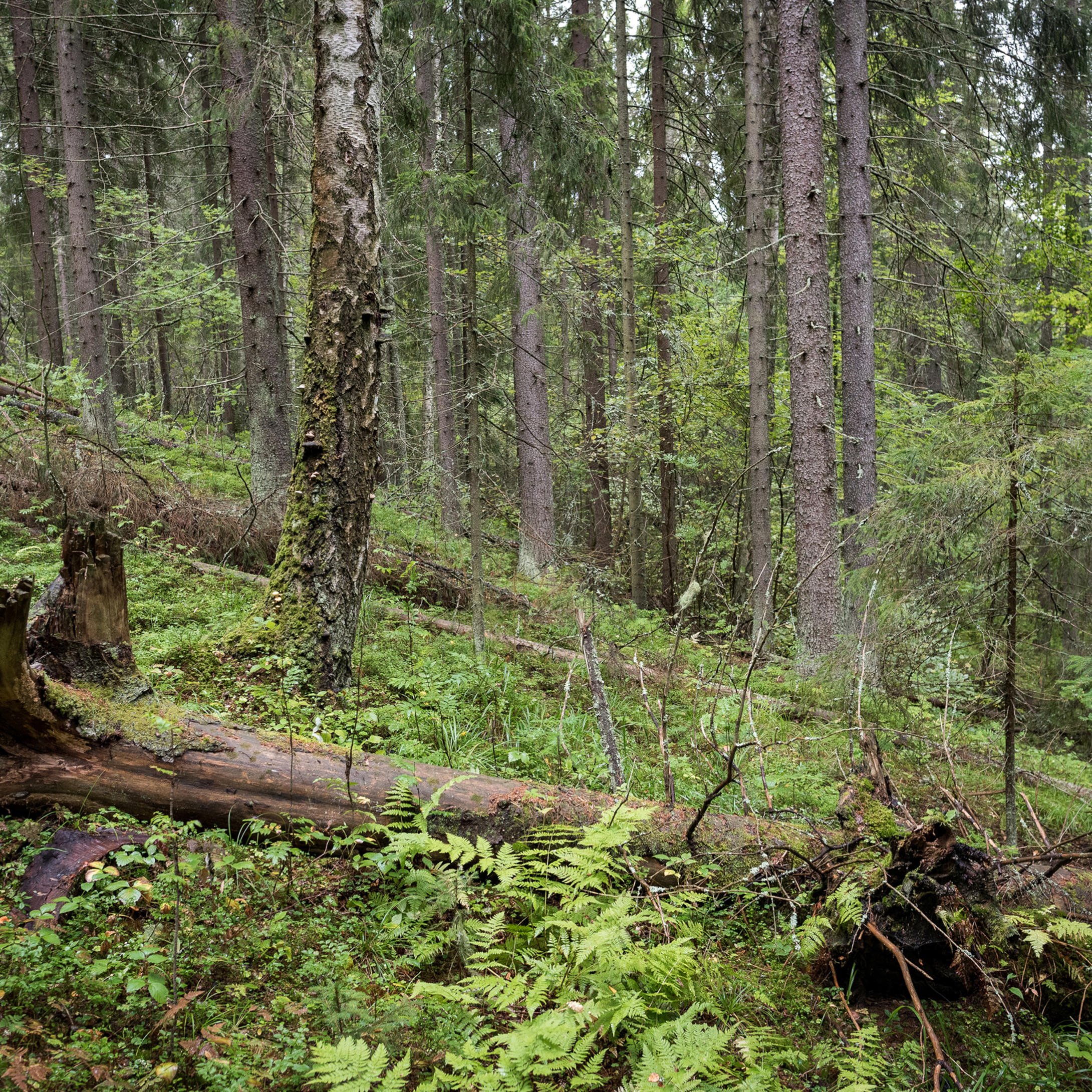 Pidä huolta metsän monimuotoisuudesta kaikissa metsänhoidon vaiheissa