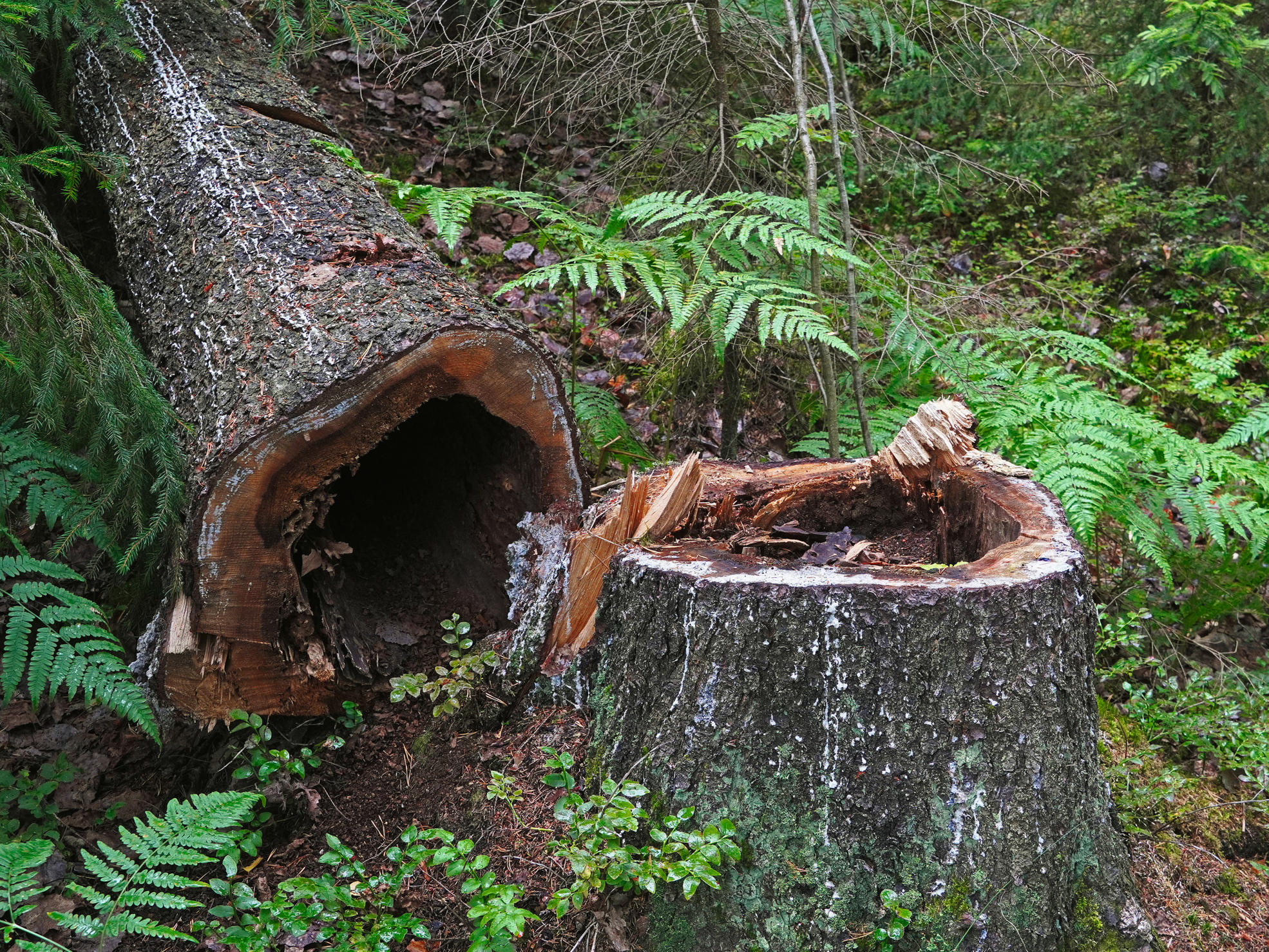 A changing climate accelerates forest damage