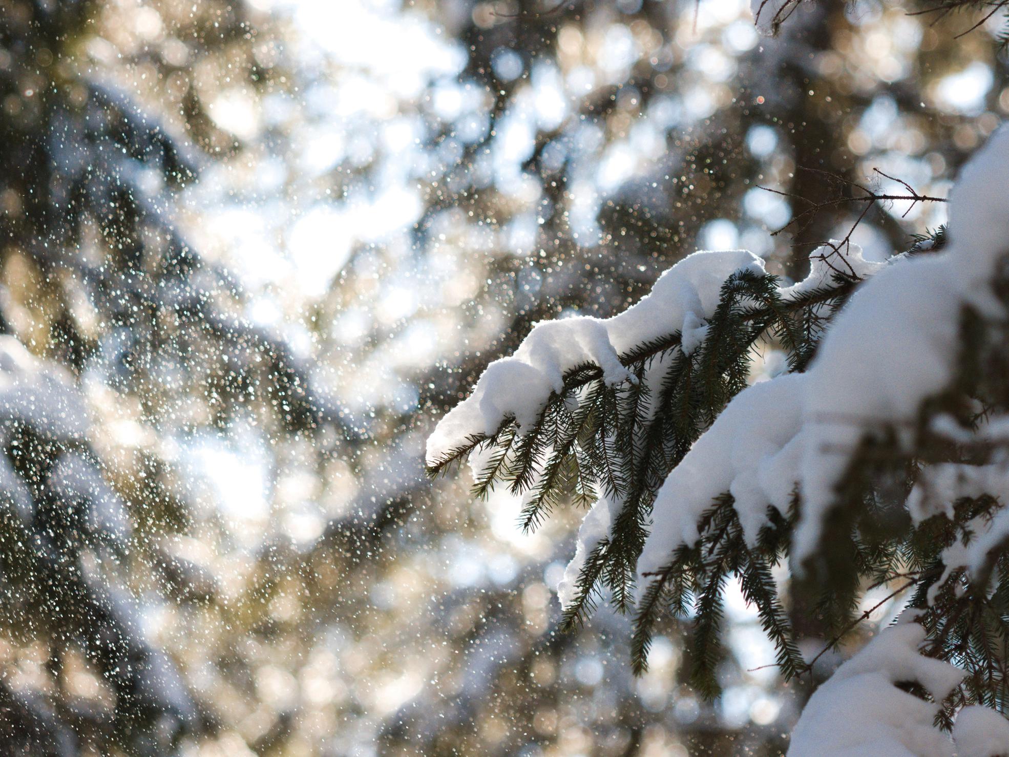 A forest machine in snowy forest.