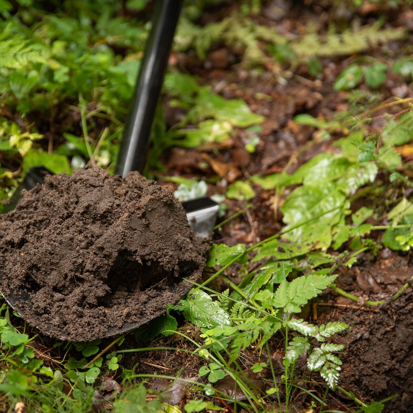 How can you identify a herb-rich forest?