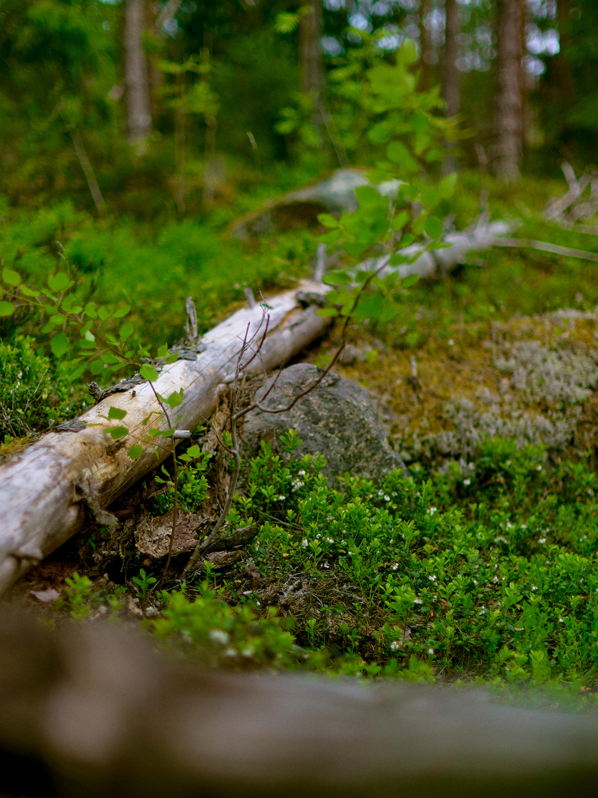 Dead wood on the ground