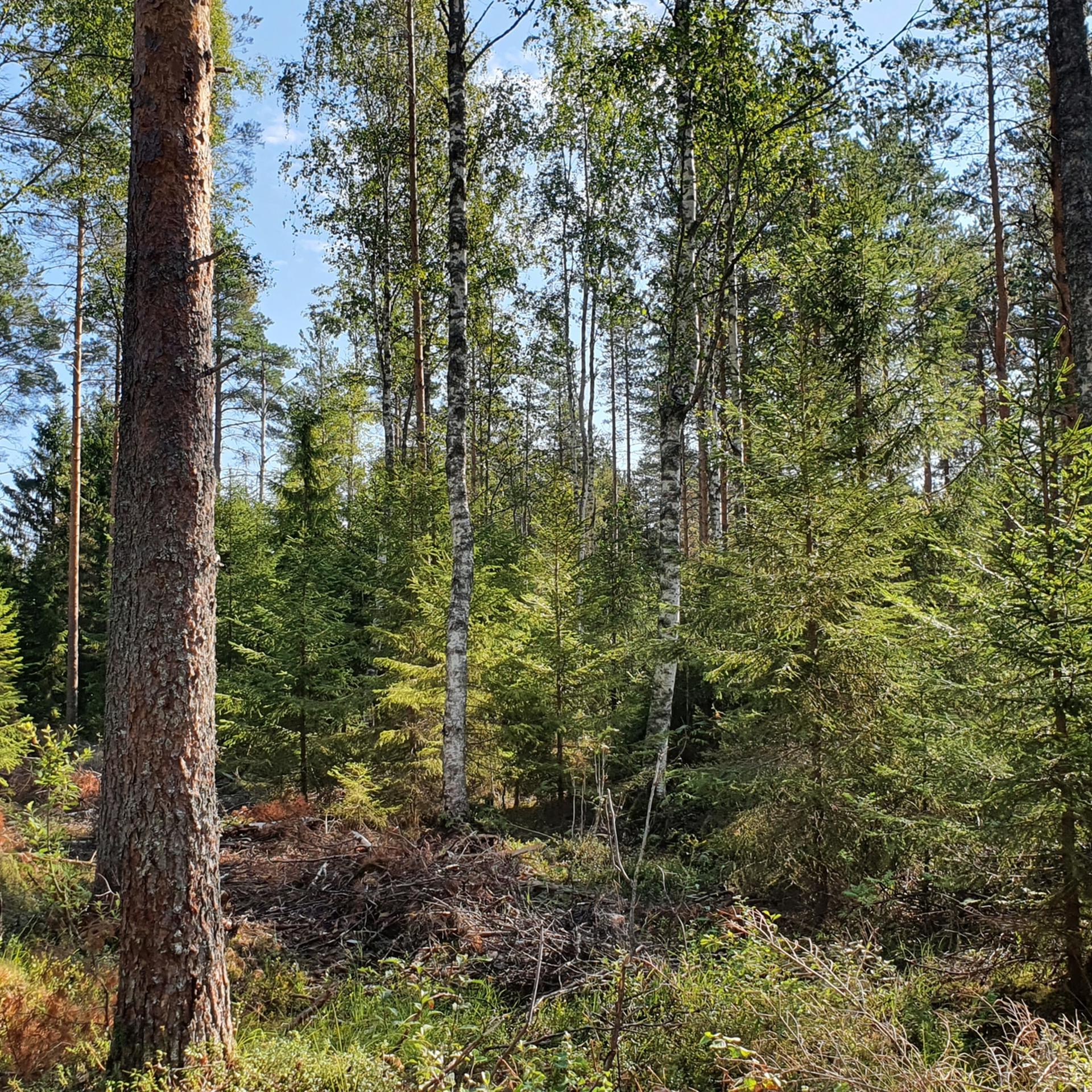 Trädbeståndet påverkar vattennivån på torvmarker.