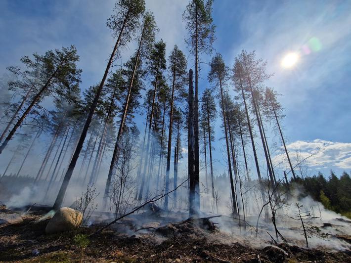 En brunnen grupp av naturvårdsträd