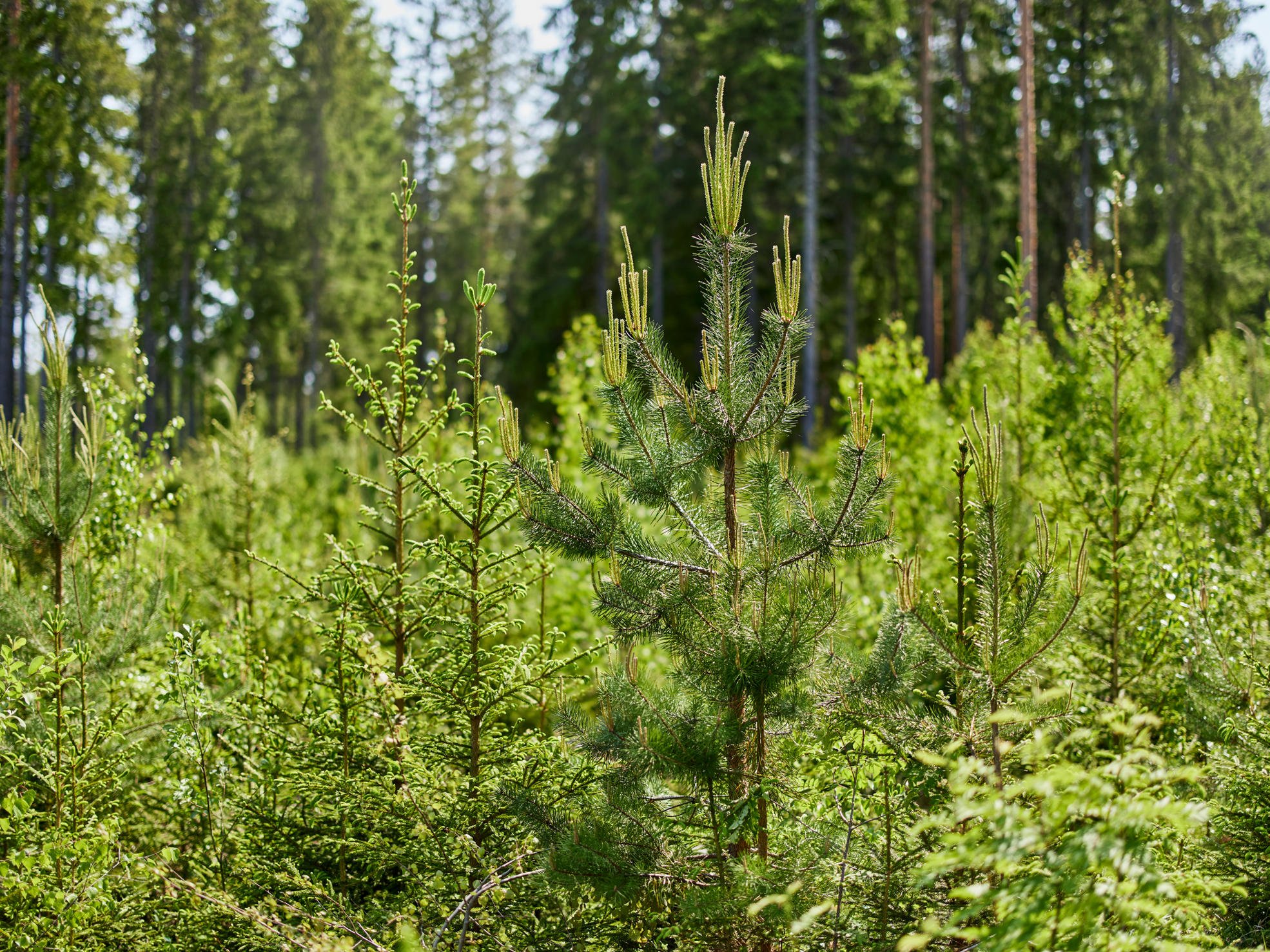 Blandkultur innebär att skogsförnyelsen utförs med minst två trädslag.