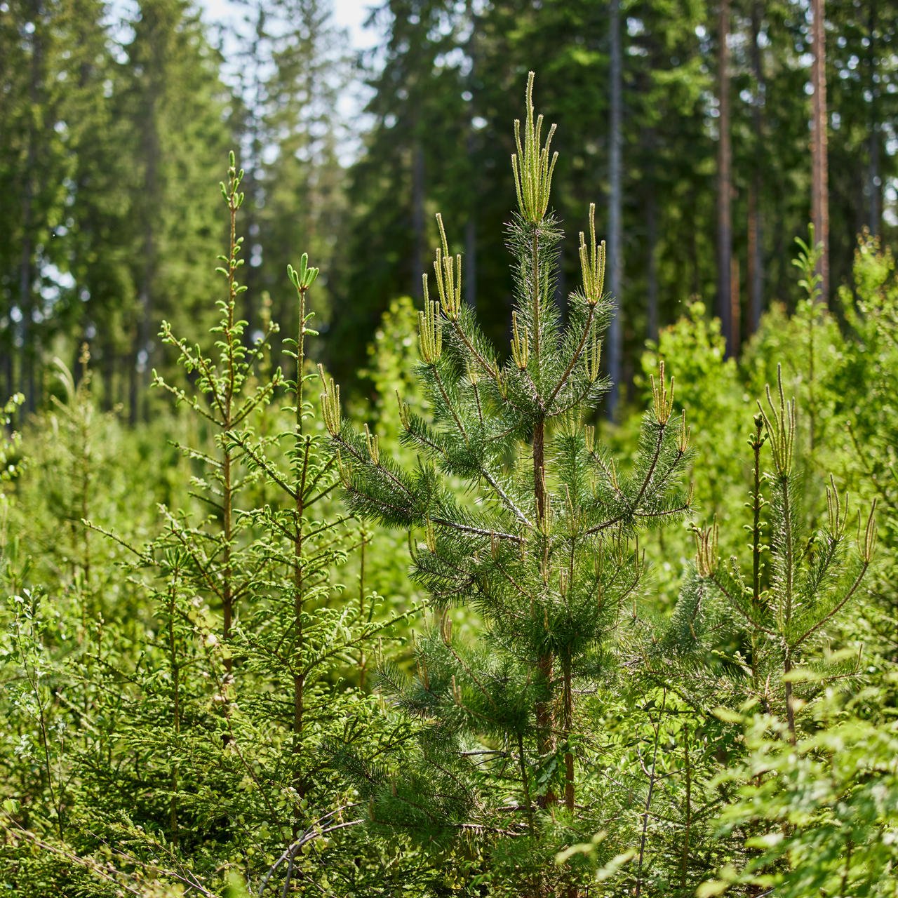 Increase the mix of tree species in forests