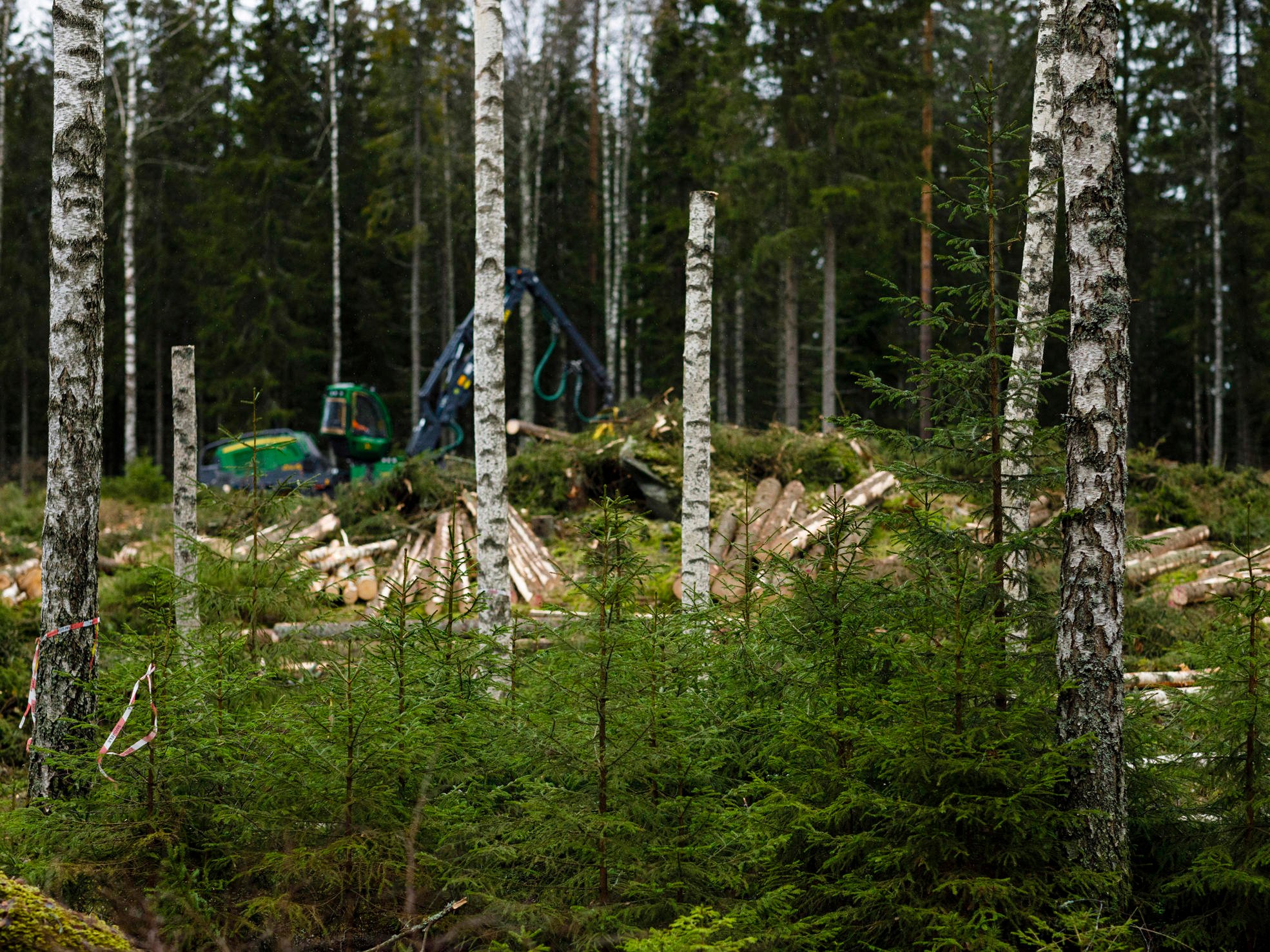 A protective thicket and high biodiversity stumps surrounded by retention trees.