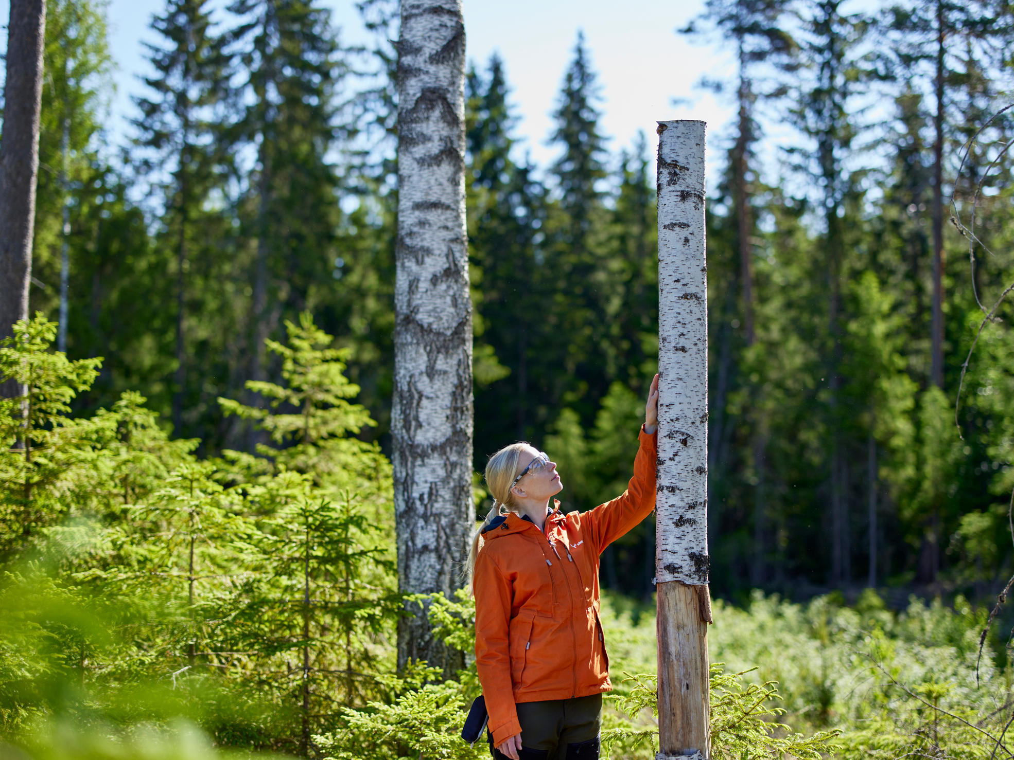 Metsäasiantuntija katselee tekopökkelöä.