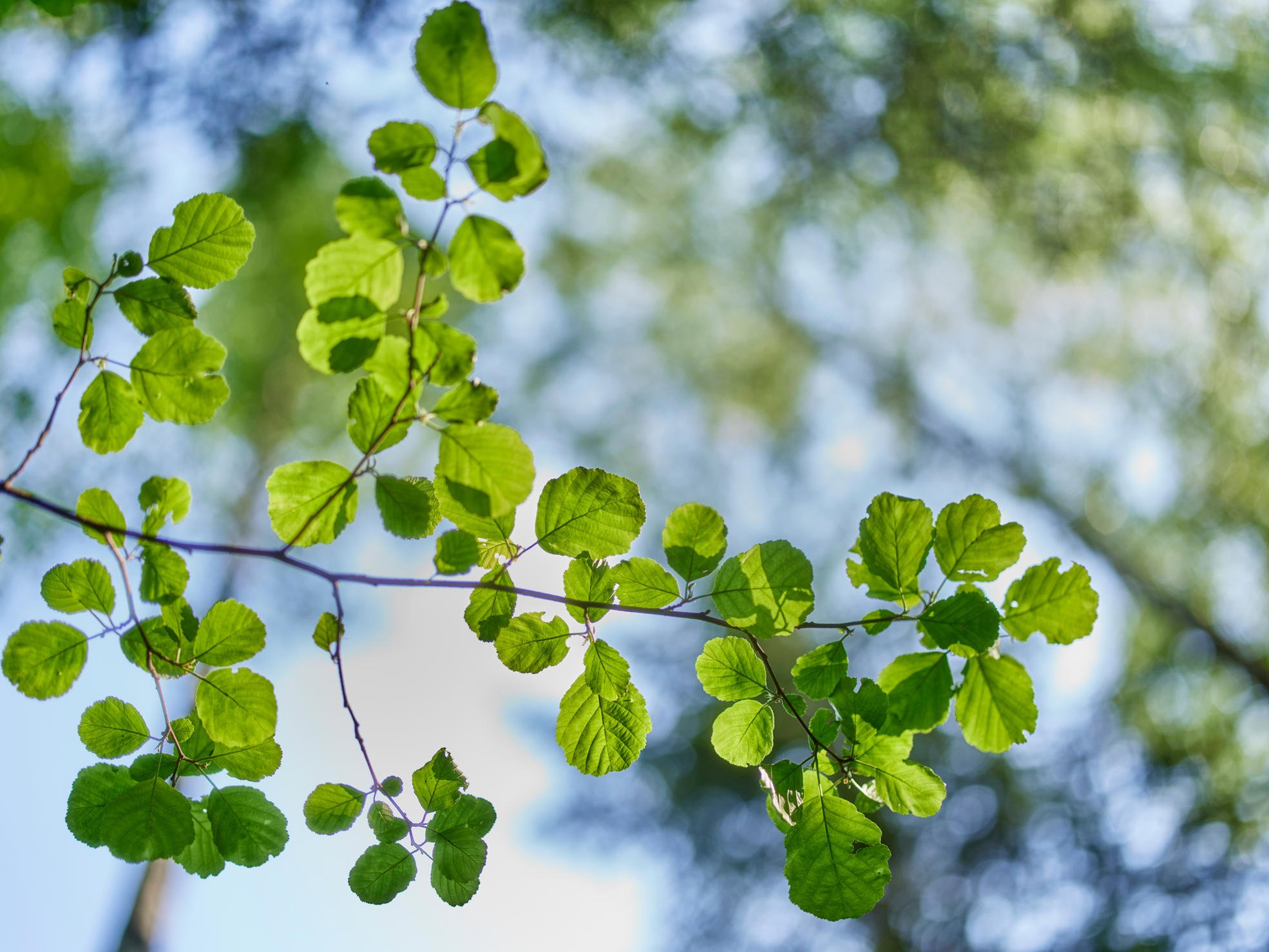 Alder branches