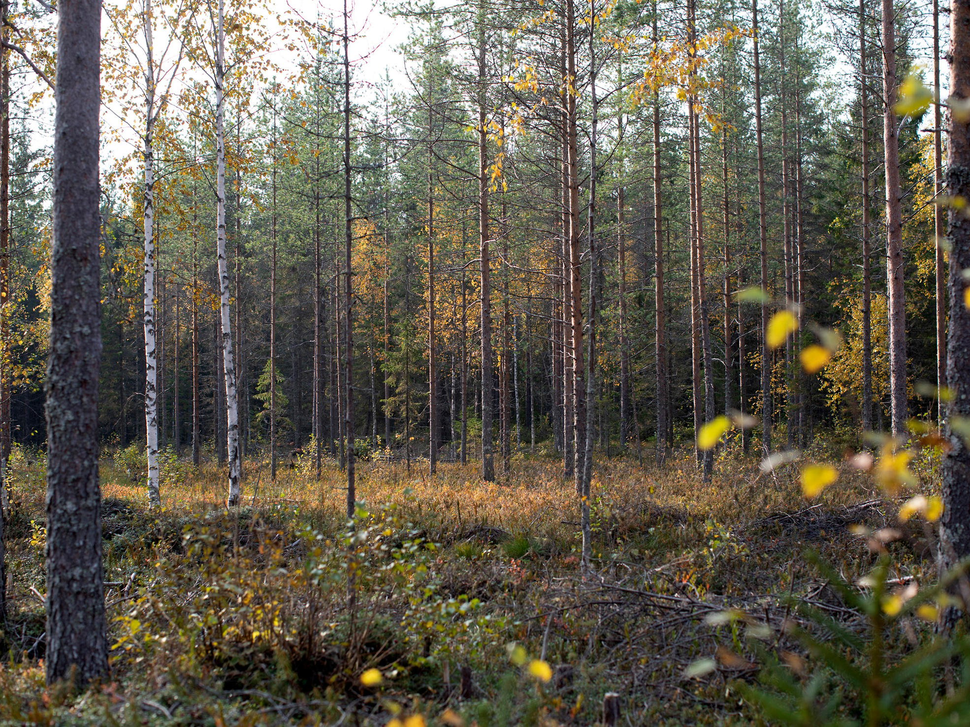 Skog på torvmark.