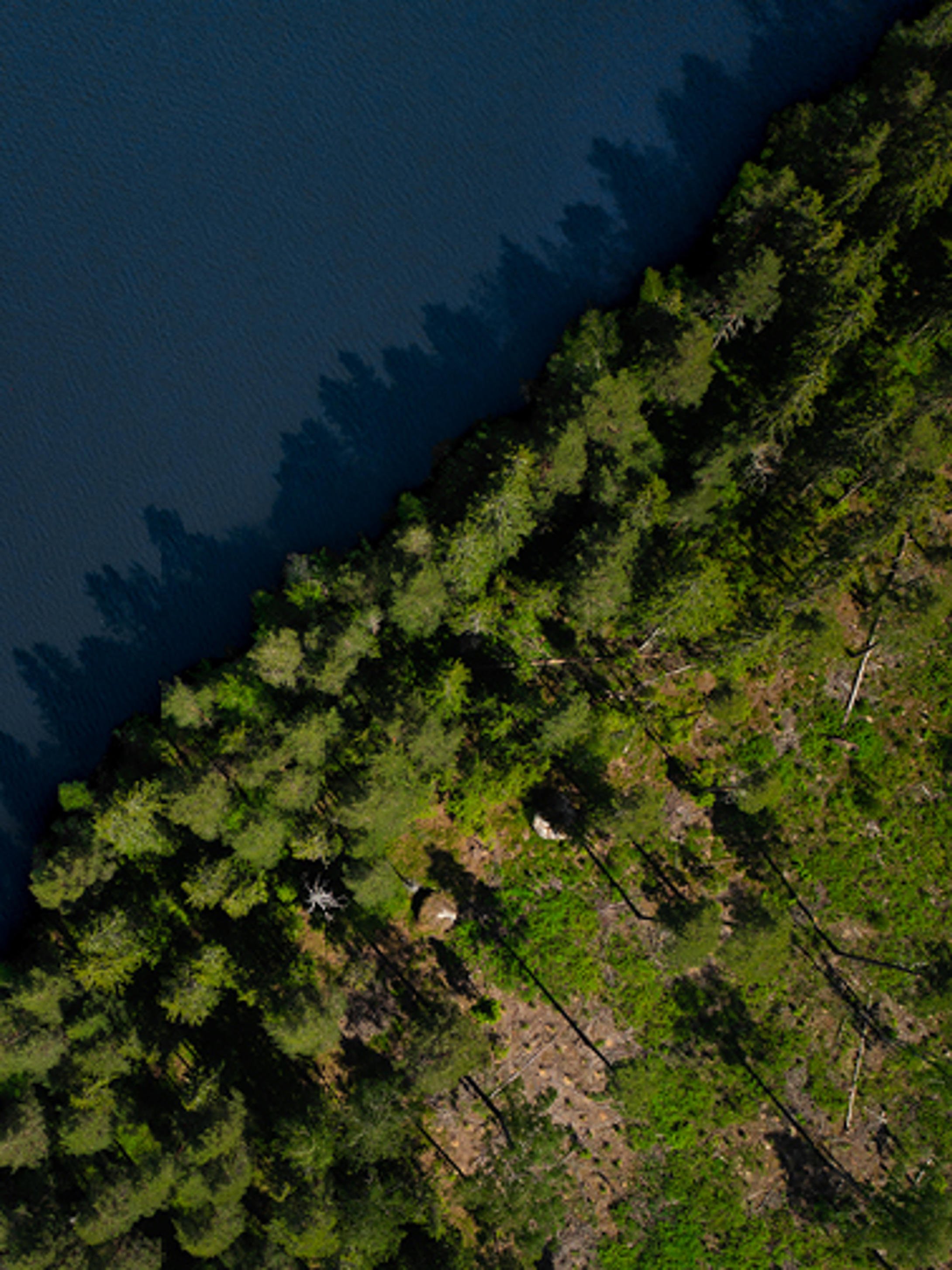 Metsä Groupin tarina