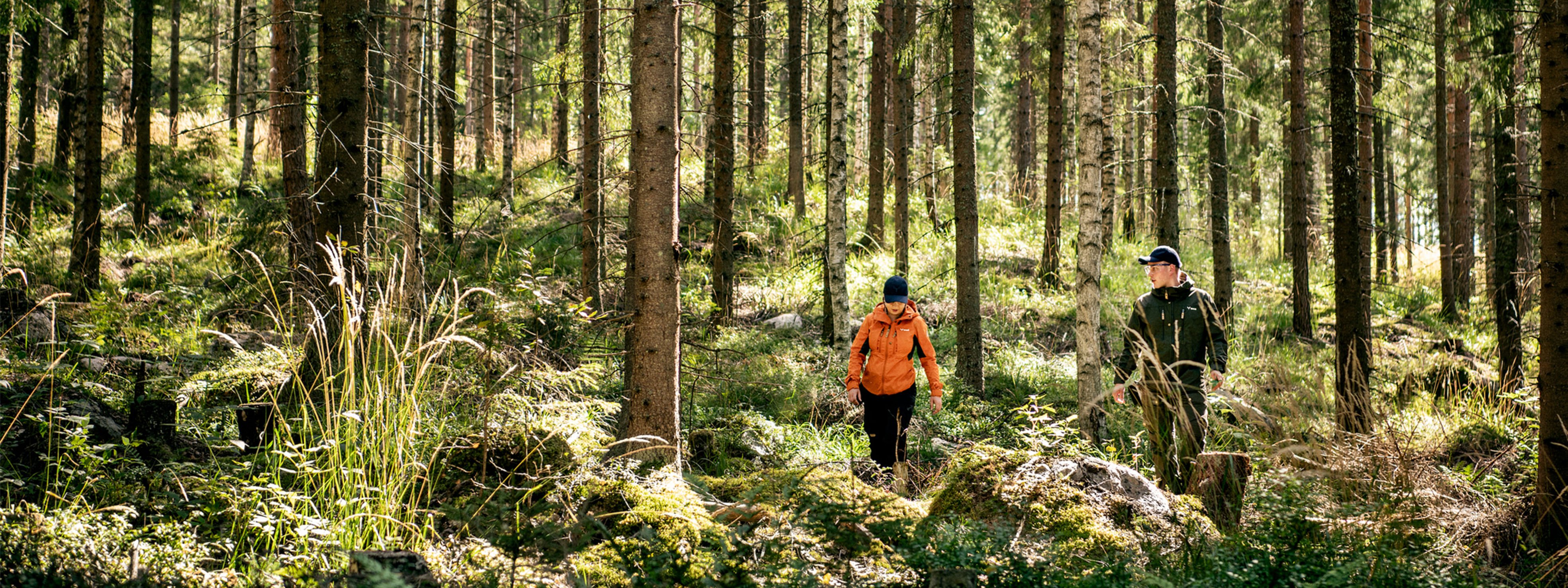 Metsä Group hankkii puunsa talousmetsistä