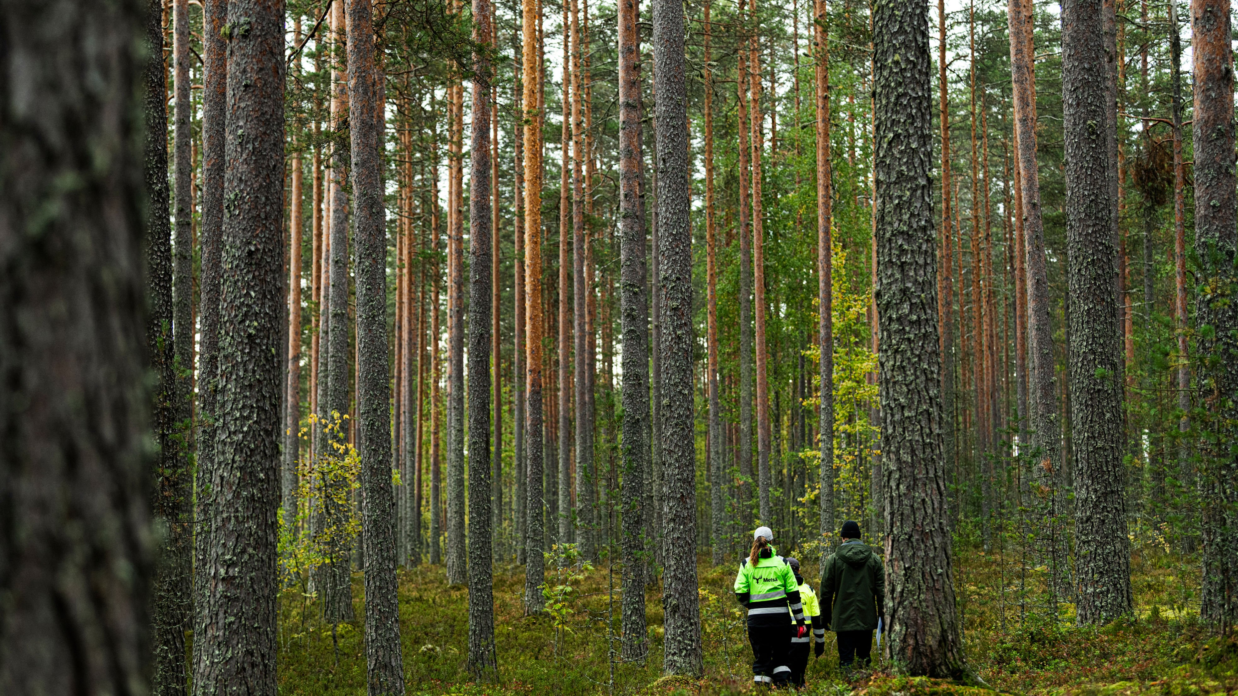 Metsäasiantuntija ja metsäomistaja