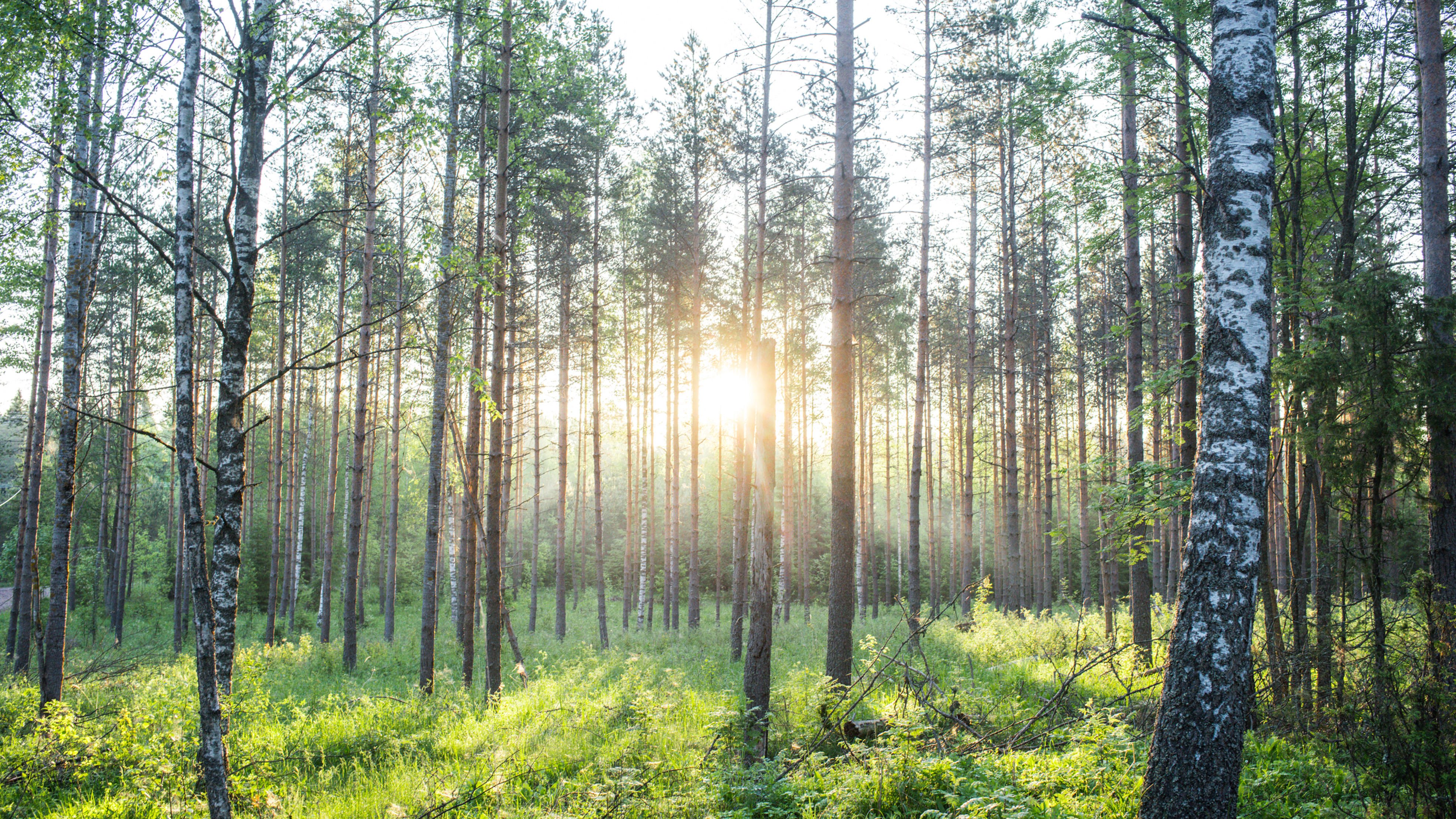 Kaikenikäiset puutuotteet