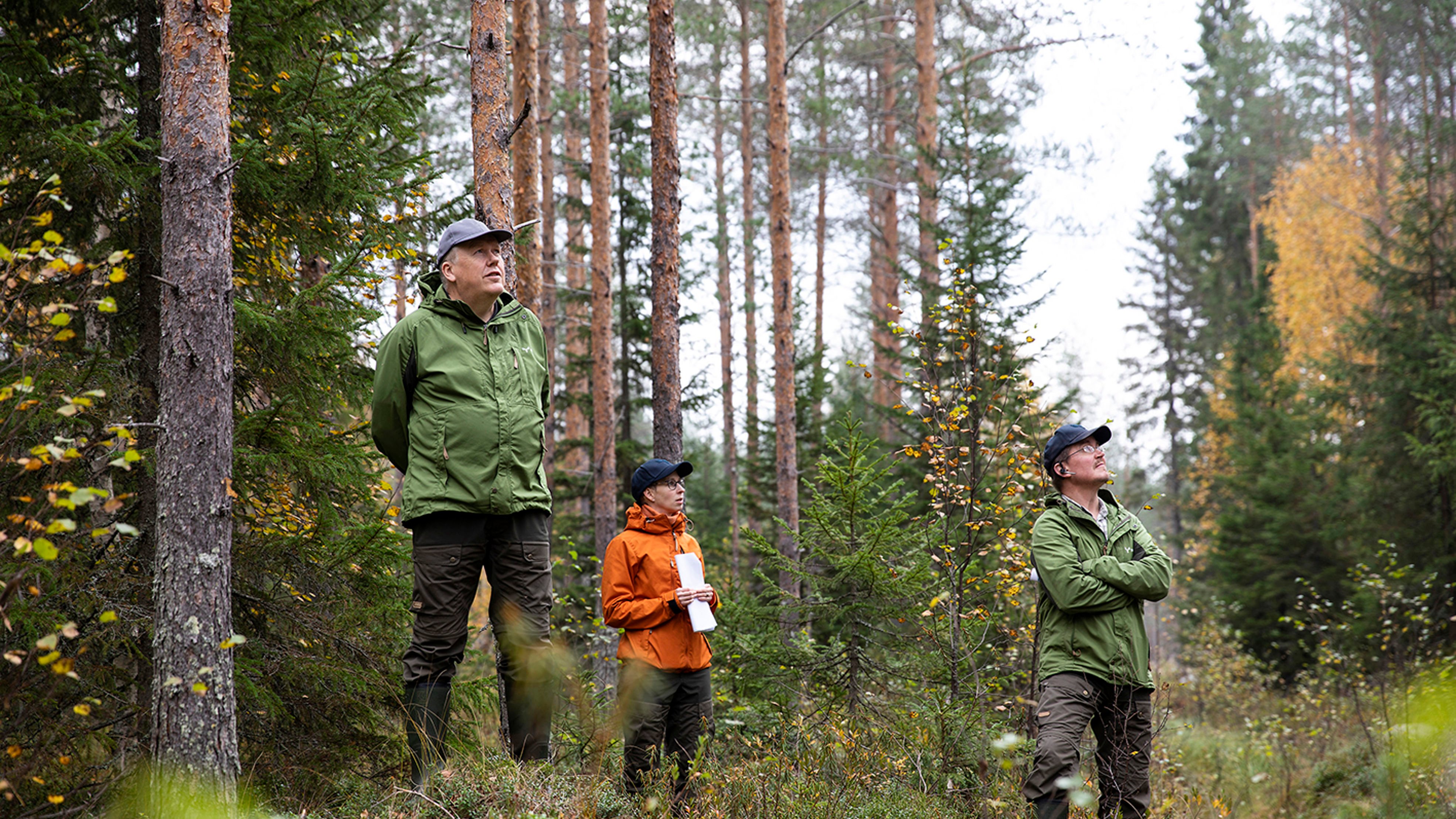 Neljännes Suomen metsistä kasvaa turvemailla