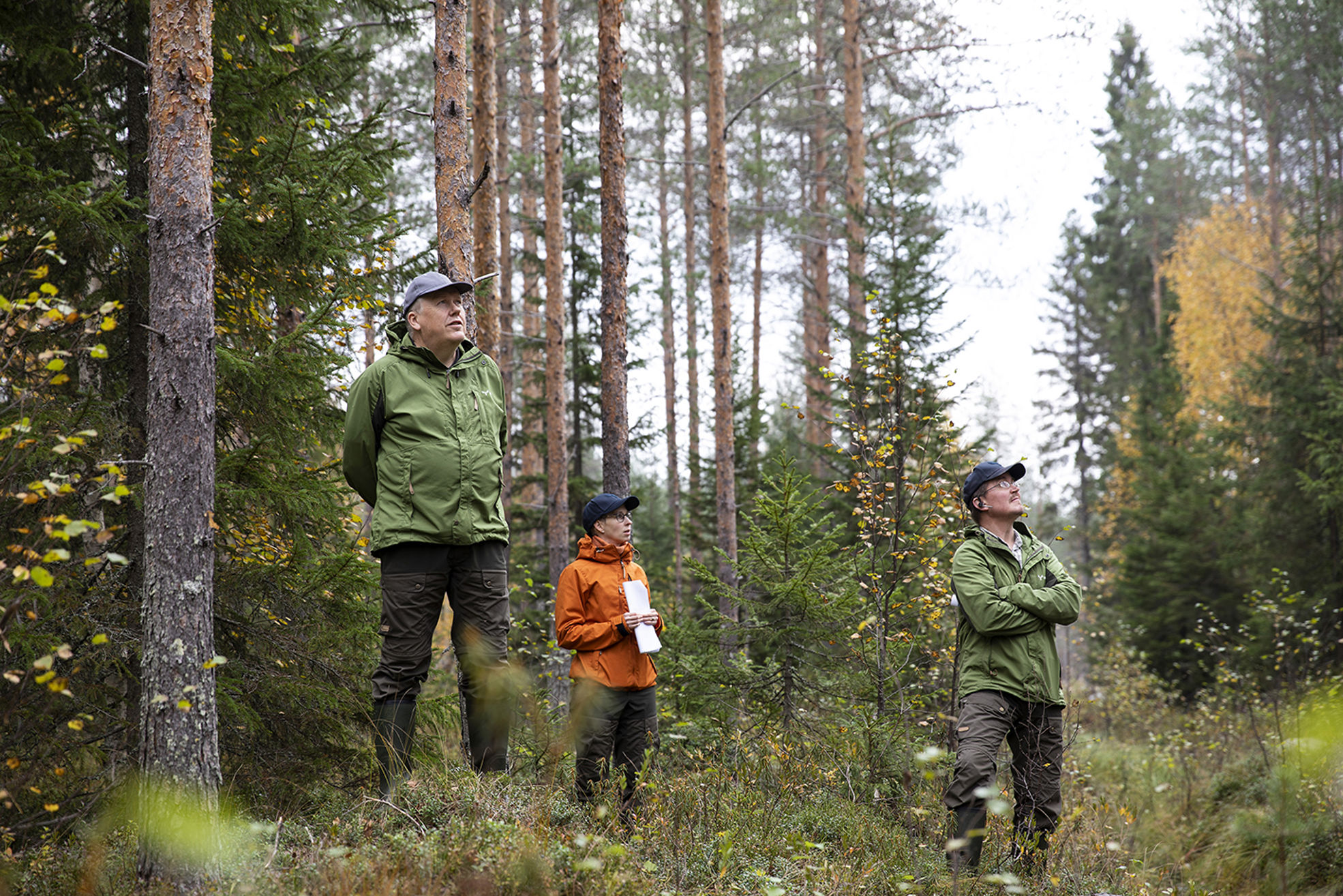 Neljännes Suomen metsistä kasvaa turvemailla