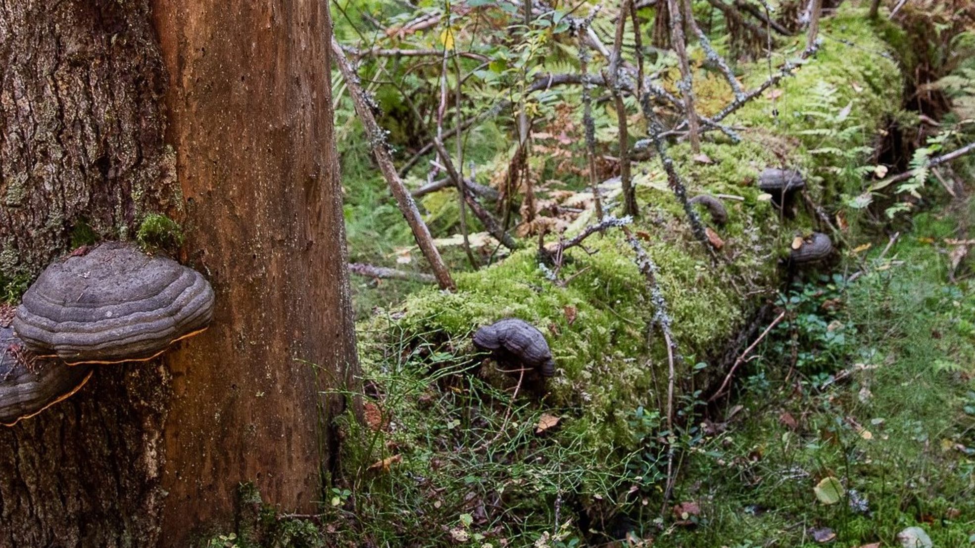 Tree with a burl in forest