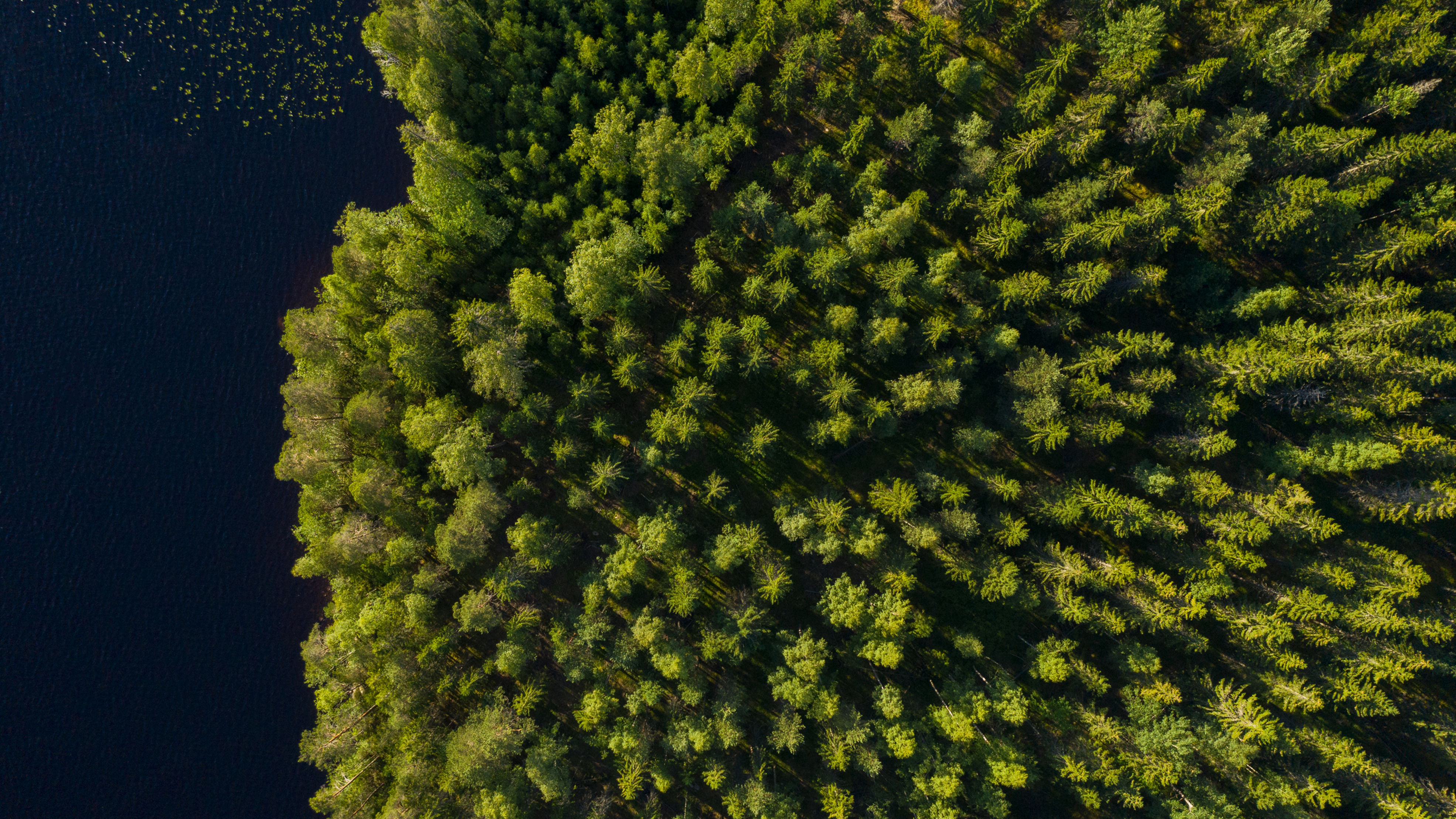 Sustainable forest management calls for a variety of cultivation methods