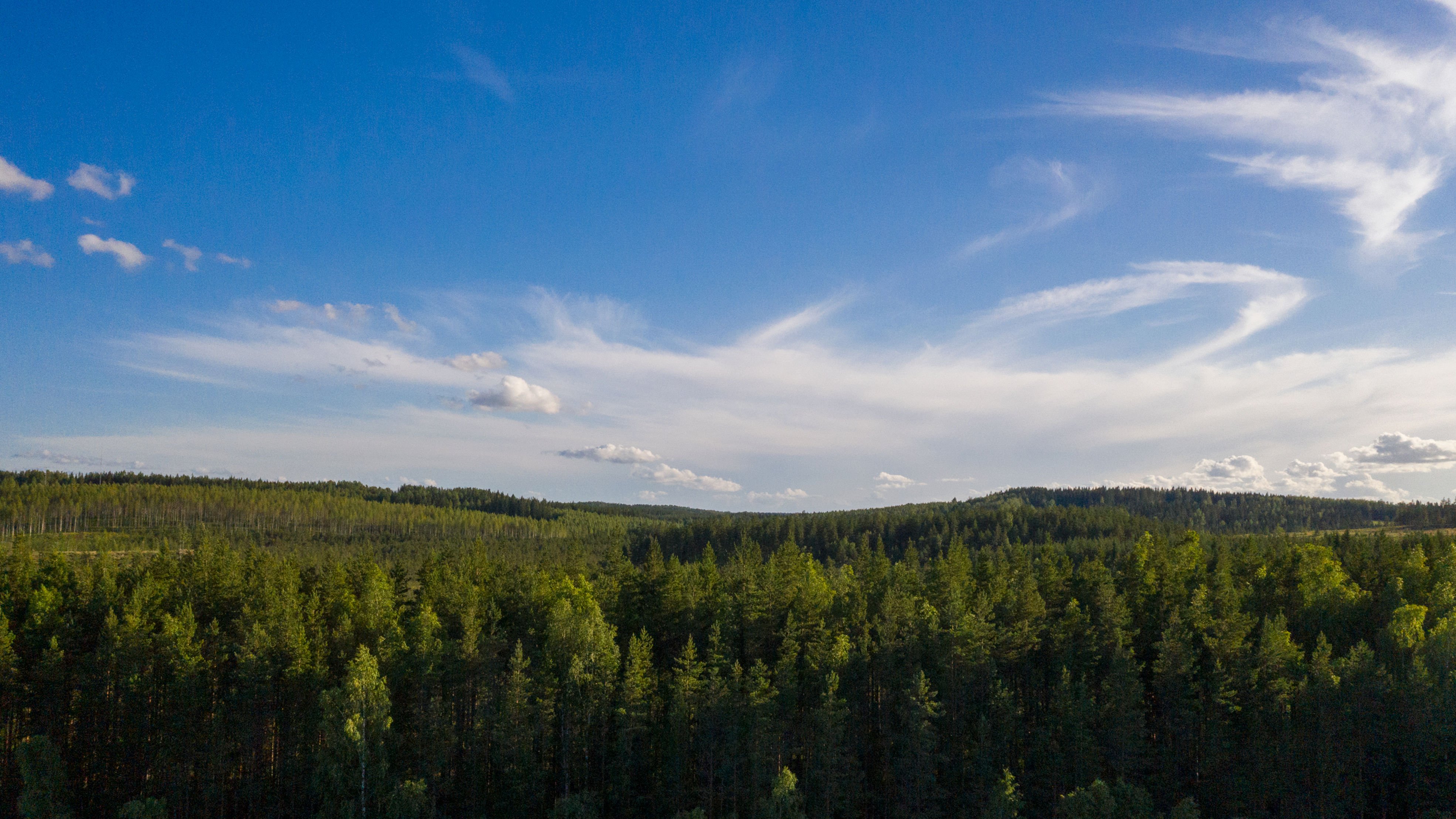 Tarvitsemme Eurooppaan vahvan metsästrategian