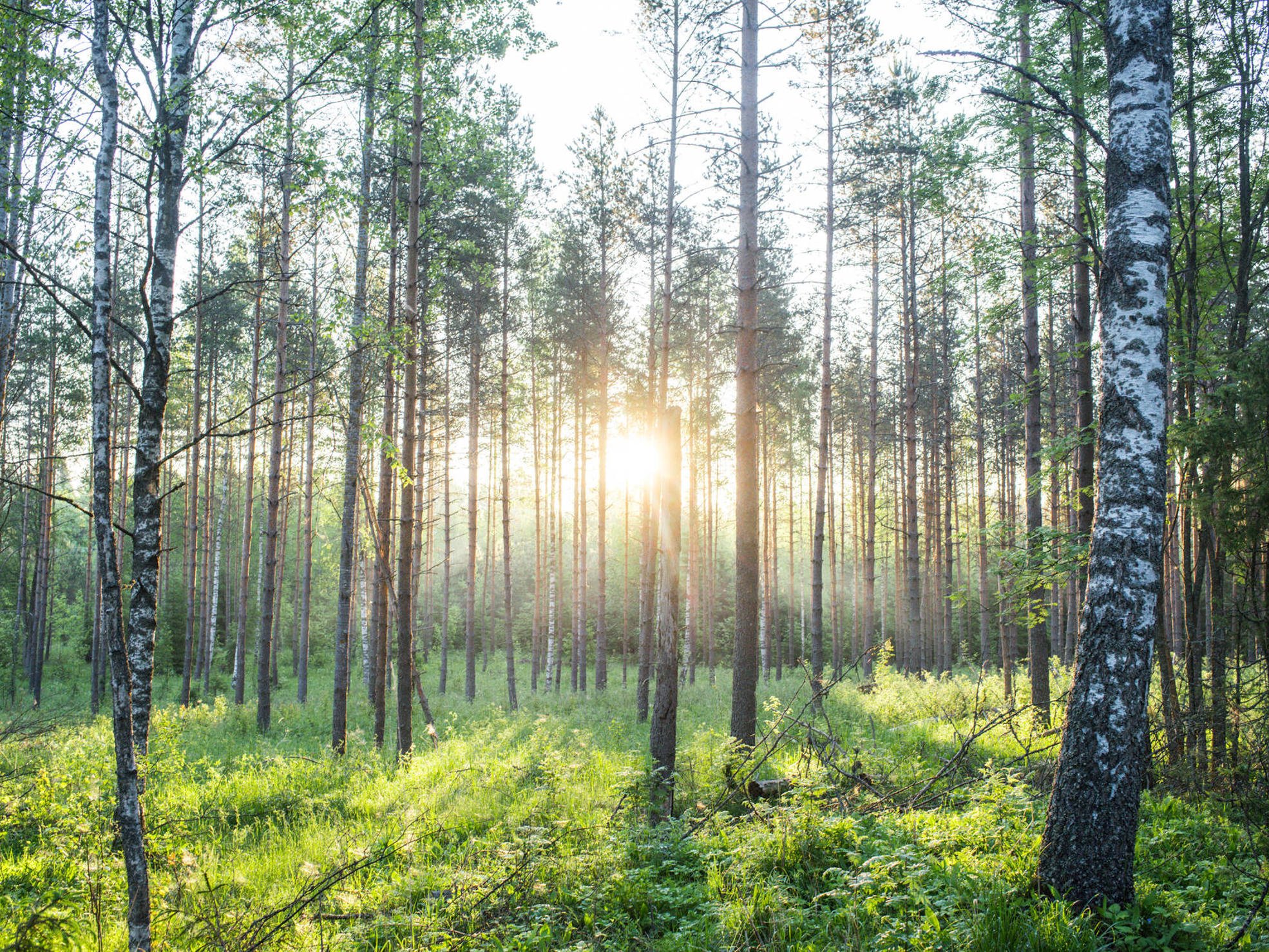 Our mighty carbon sinks