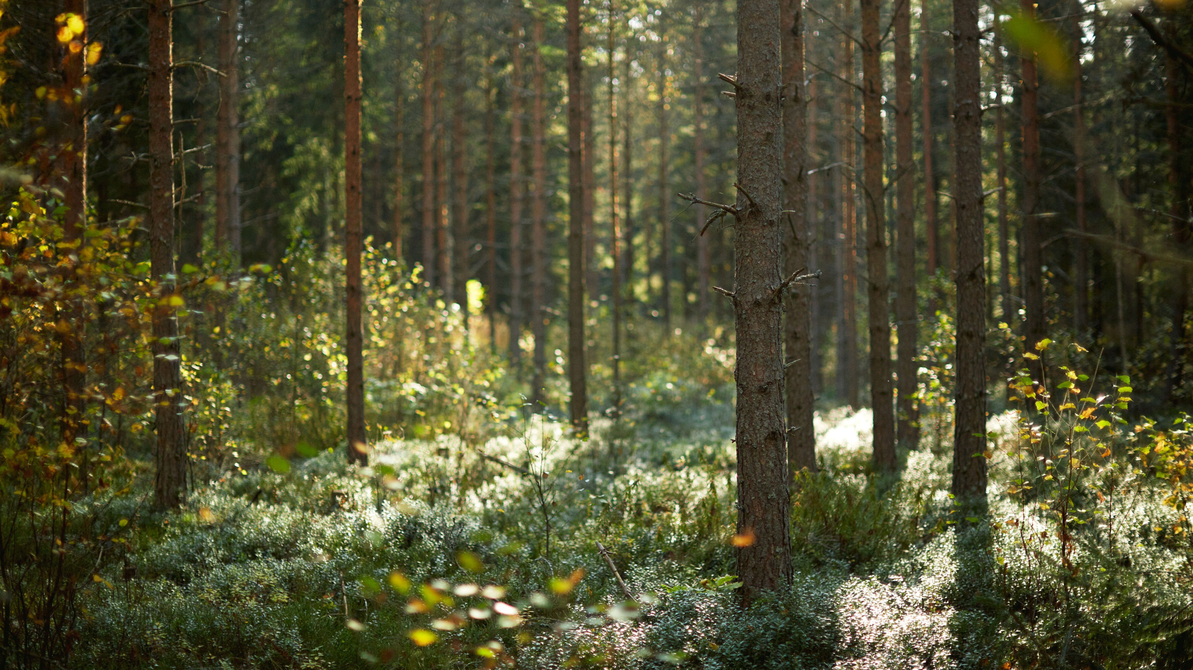 Forestry with respect for diversity