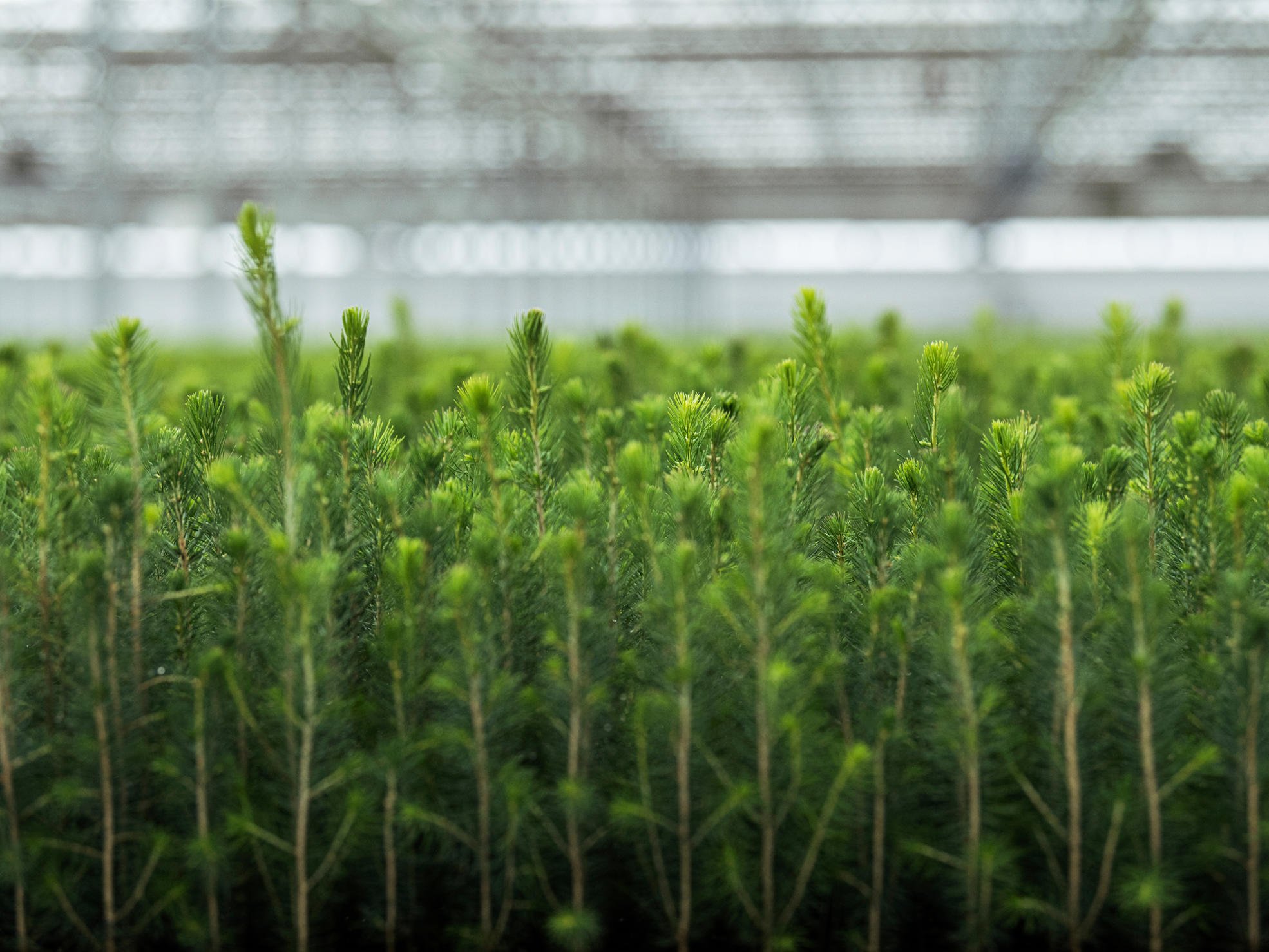Istutamme jokaisen kaadetun puun tilalle vähintään 4 tainta.