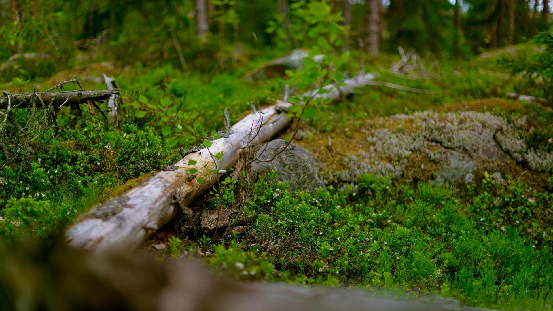 Metsäluonnon monimuotoisuuden turvaaminen