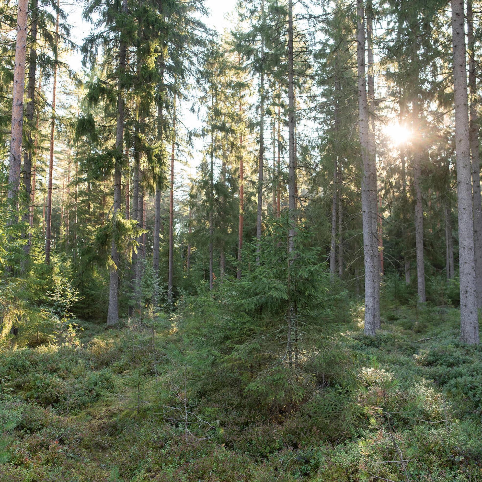 Mixed forest and sunshine