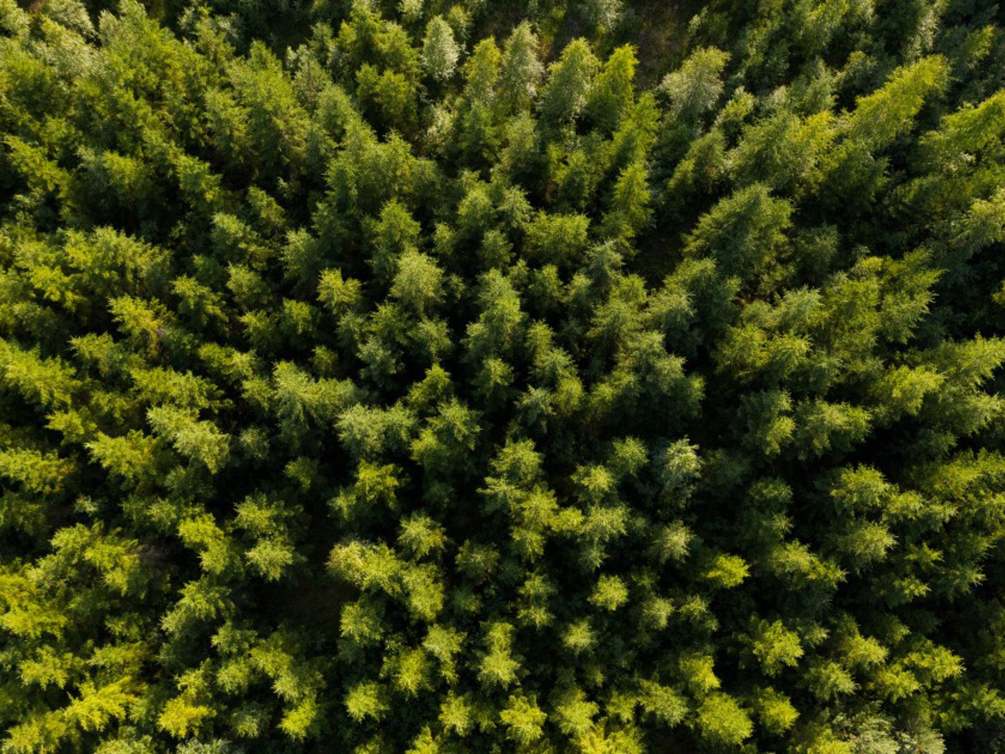 Metsä ylhäältä