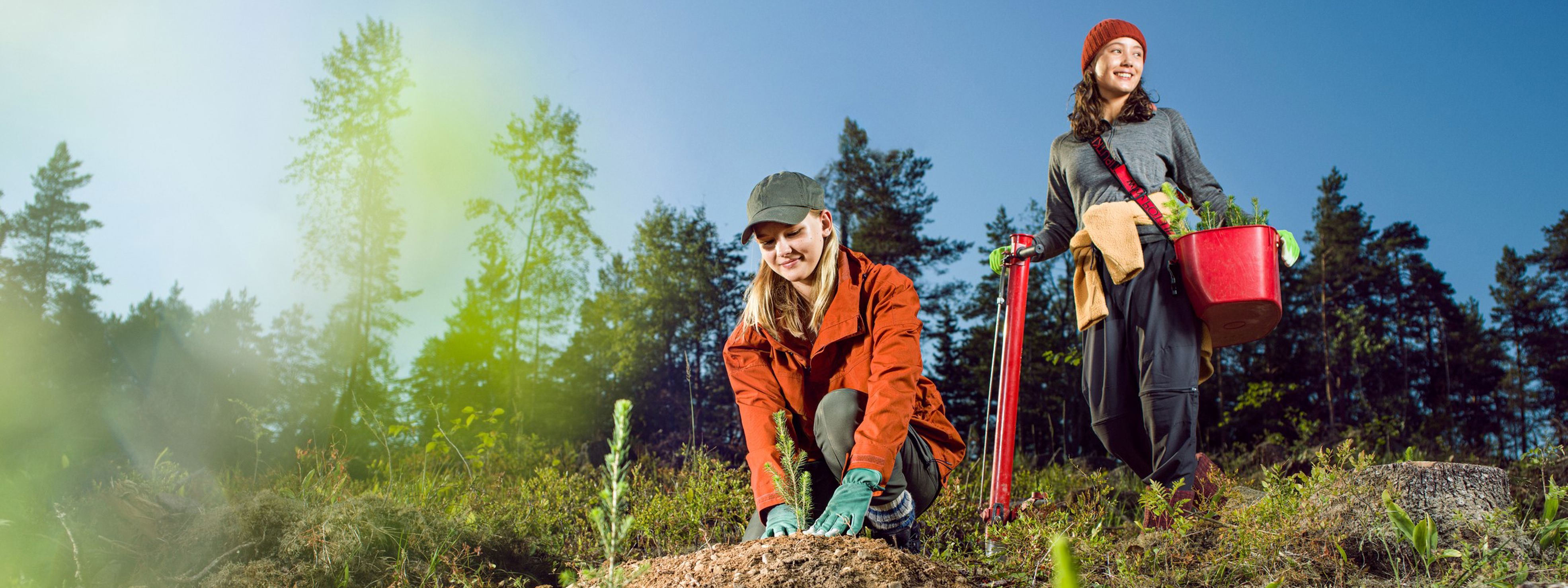 Metsän elinvoimaa kasvatetaan uudistavalla metsätaloudella