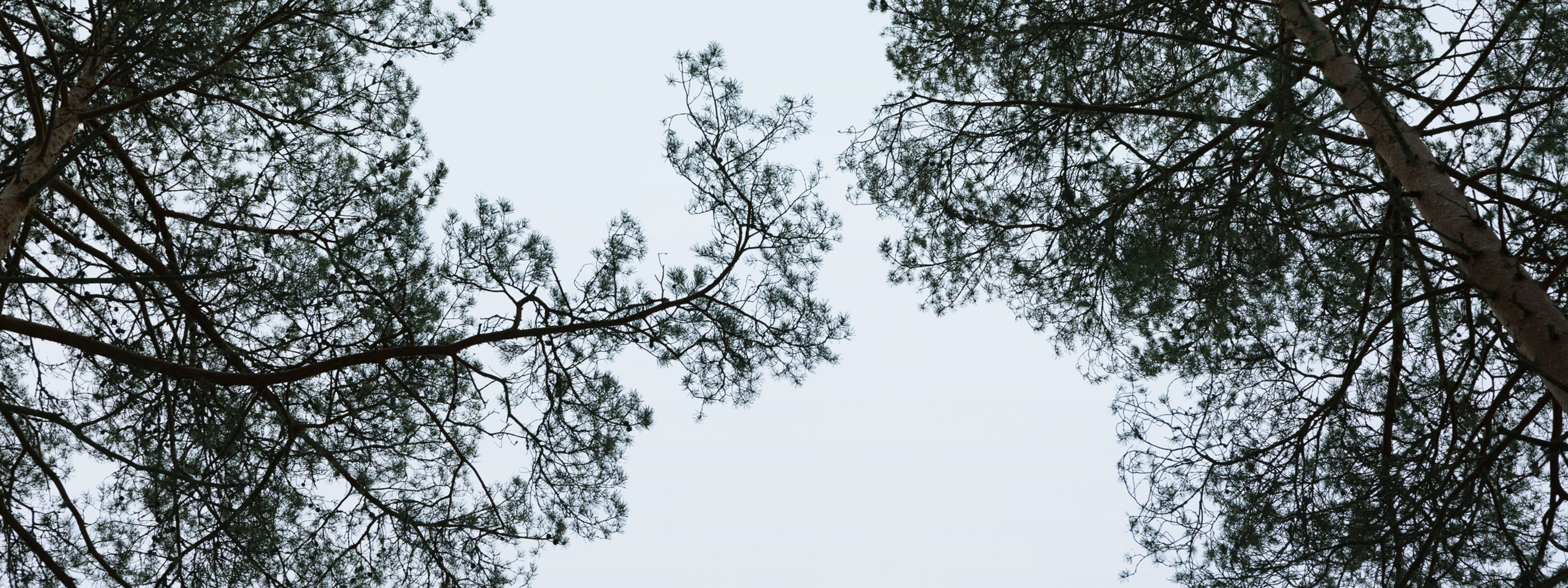 Metsä Spring trees