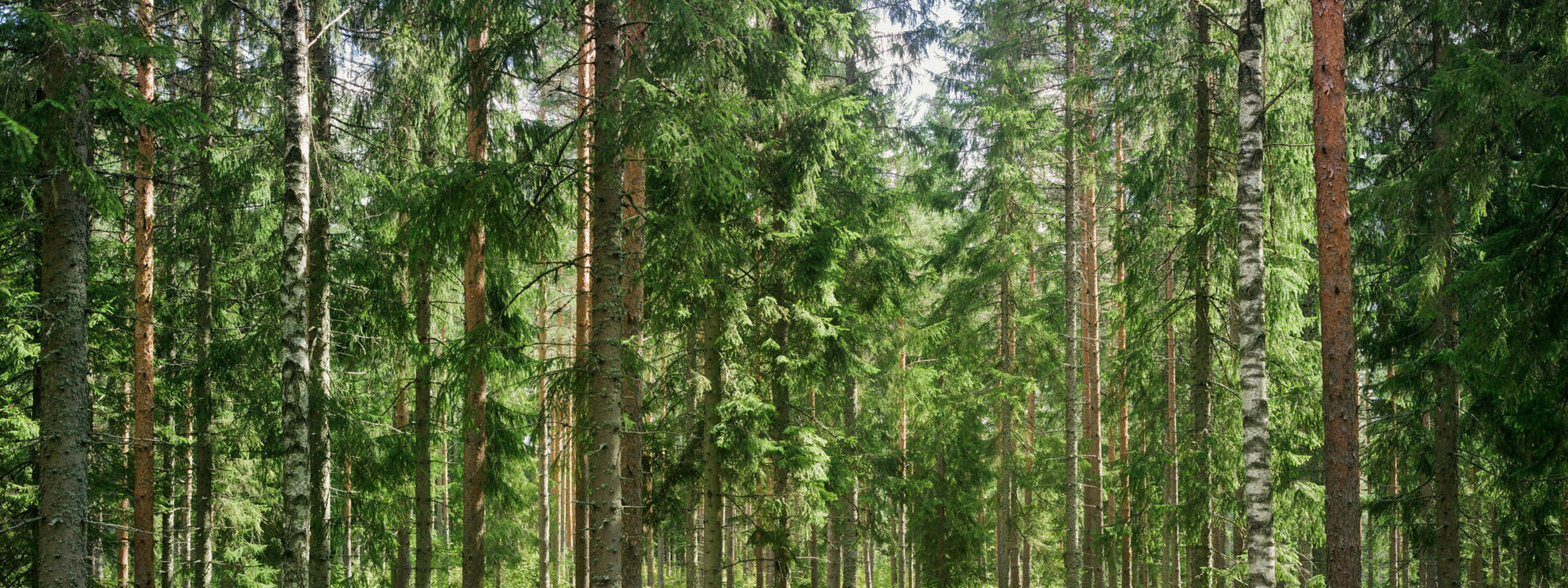 stack of fresh fibre