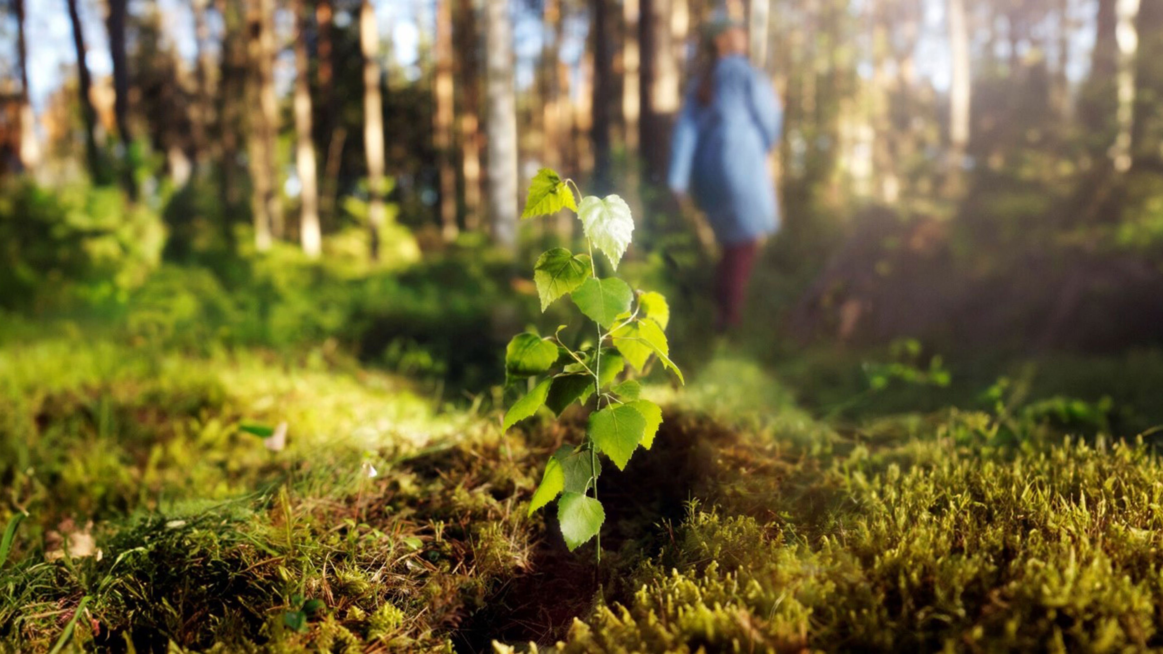 Forest image