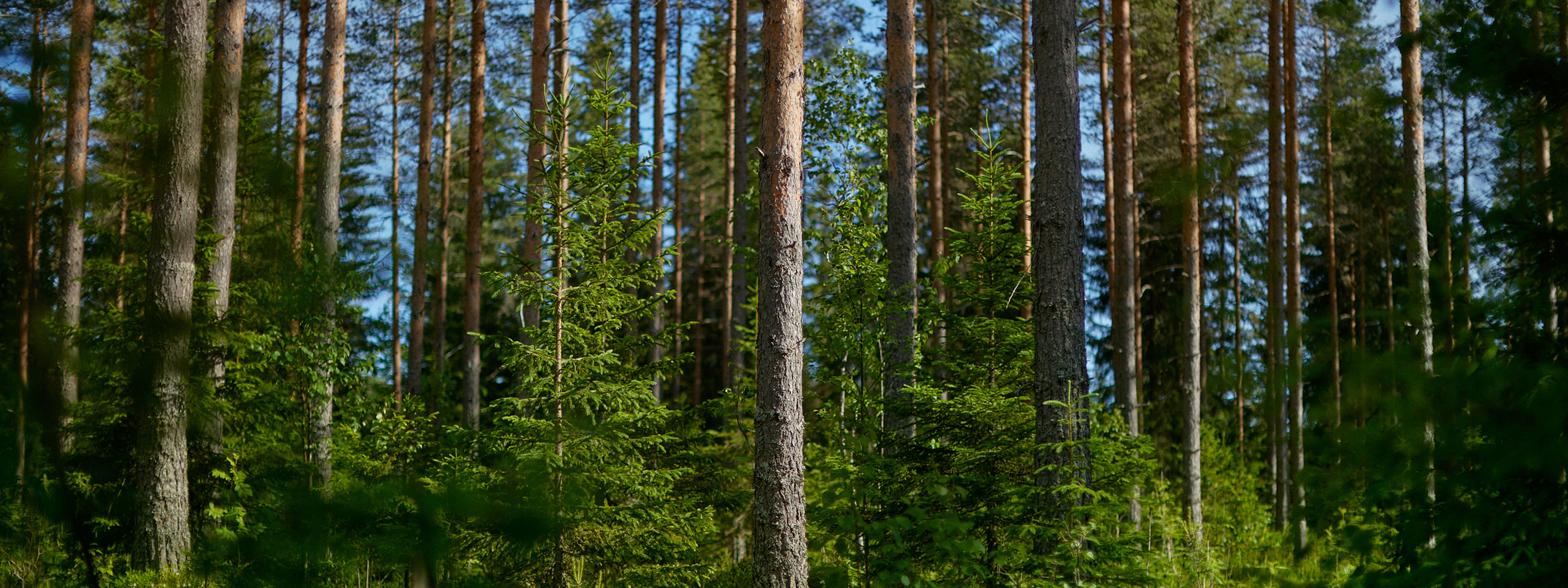 green spruce trees