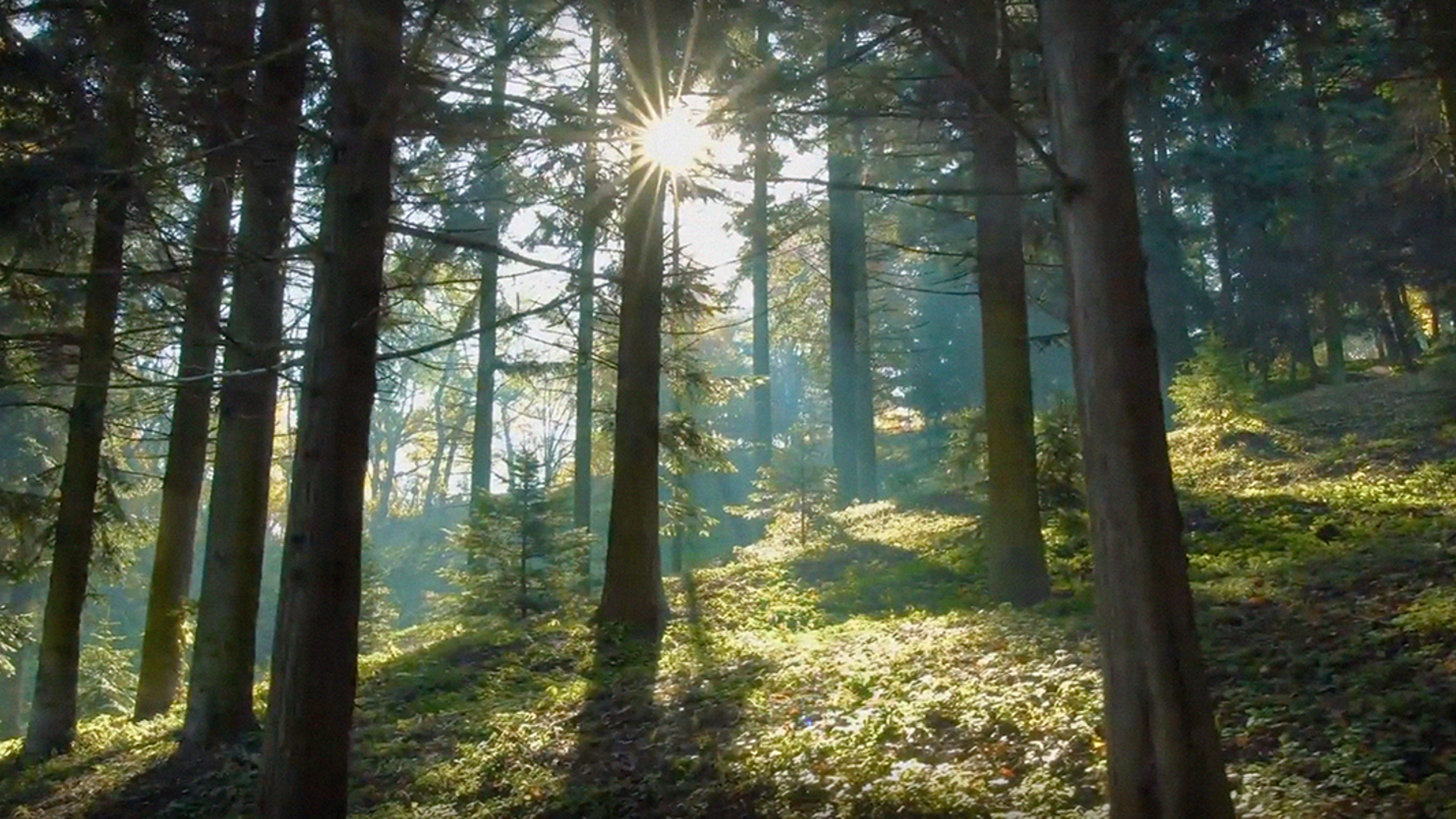 Solen bakom skogen