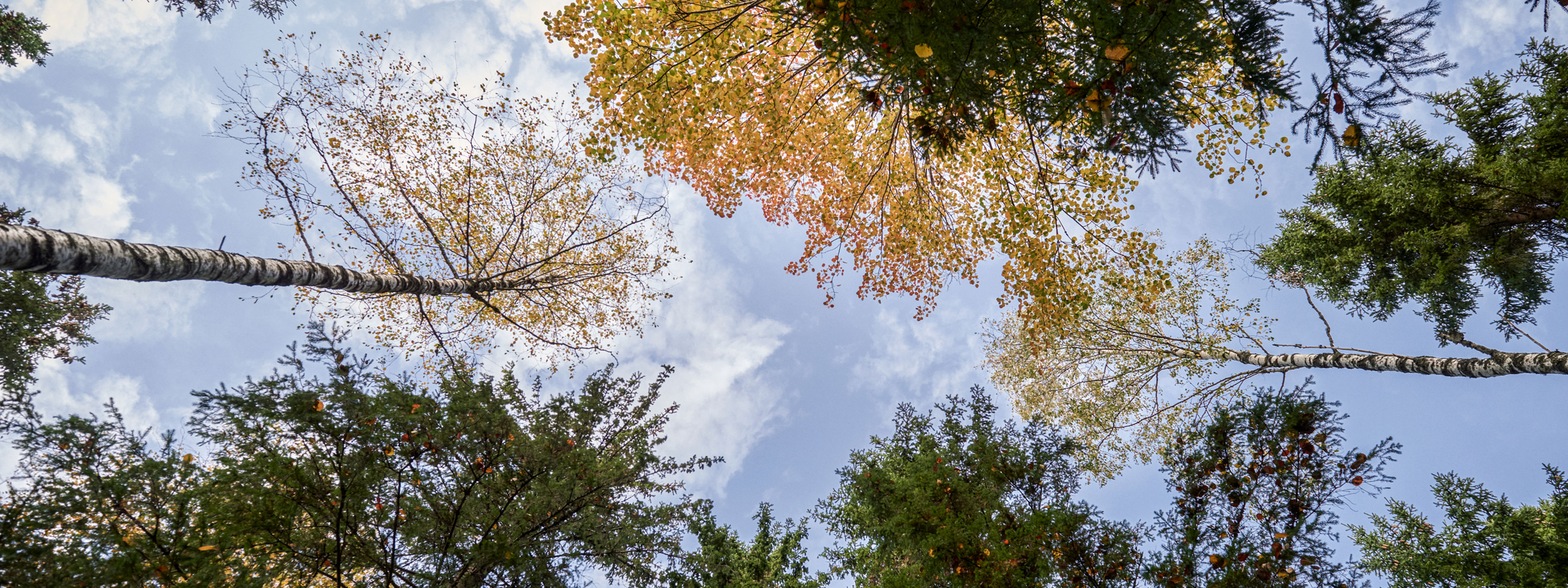 forest from below