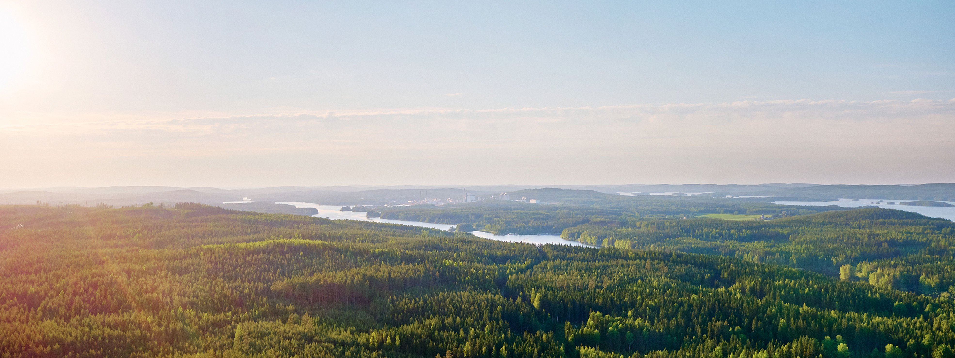 forest view